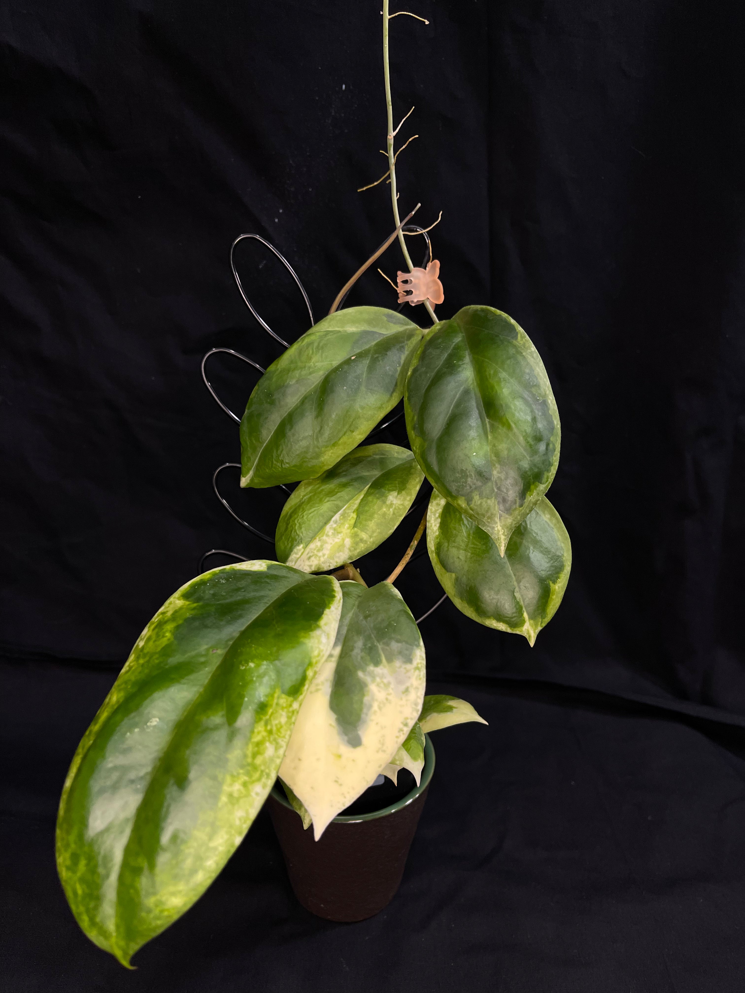 Hoya incrassata albomarginata (B), nice variegation – HappyPlantsUSA.com