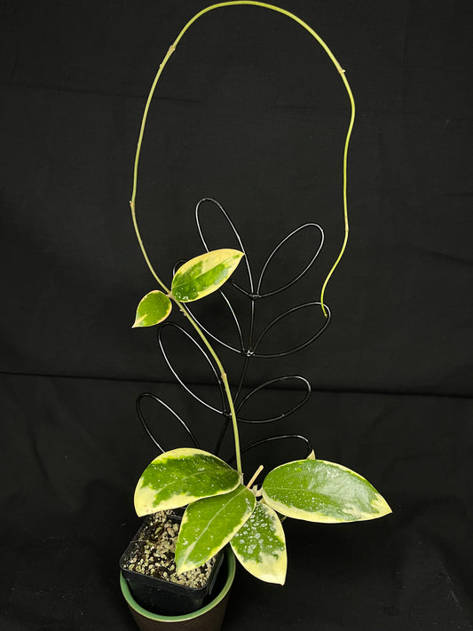 Hoya acuta variegated (outer variegated)