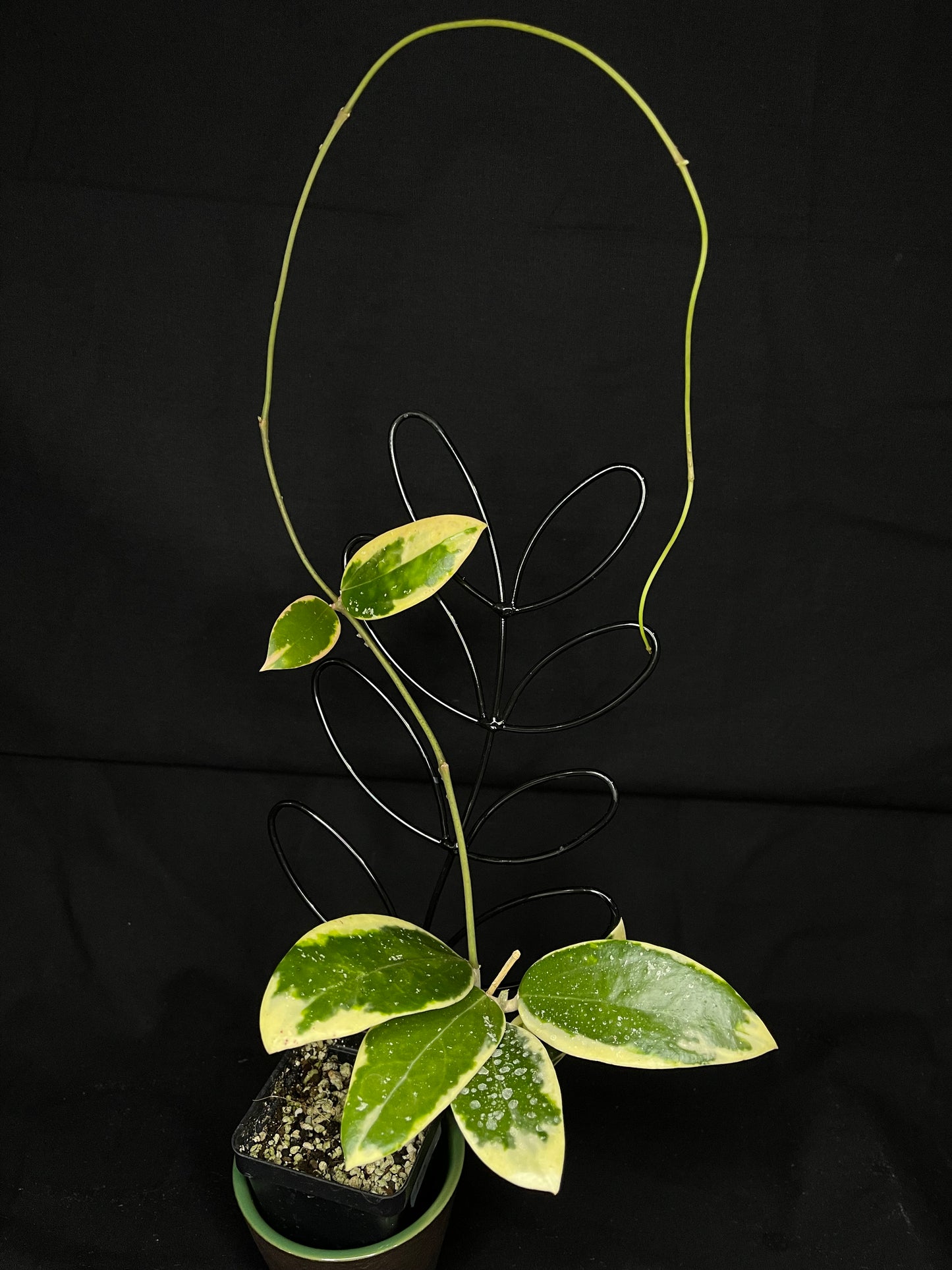 Hoya acuta variegated (outer variegated)