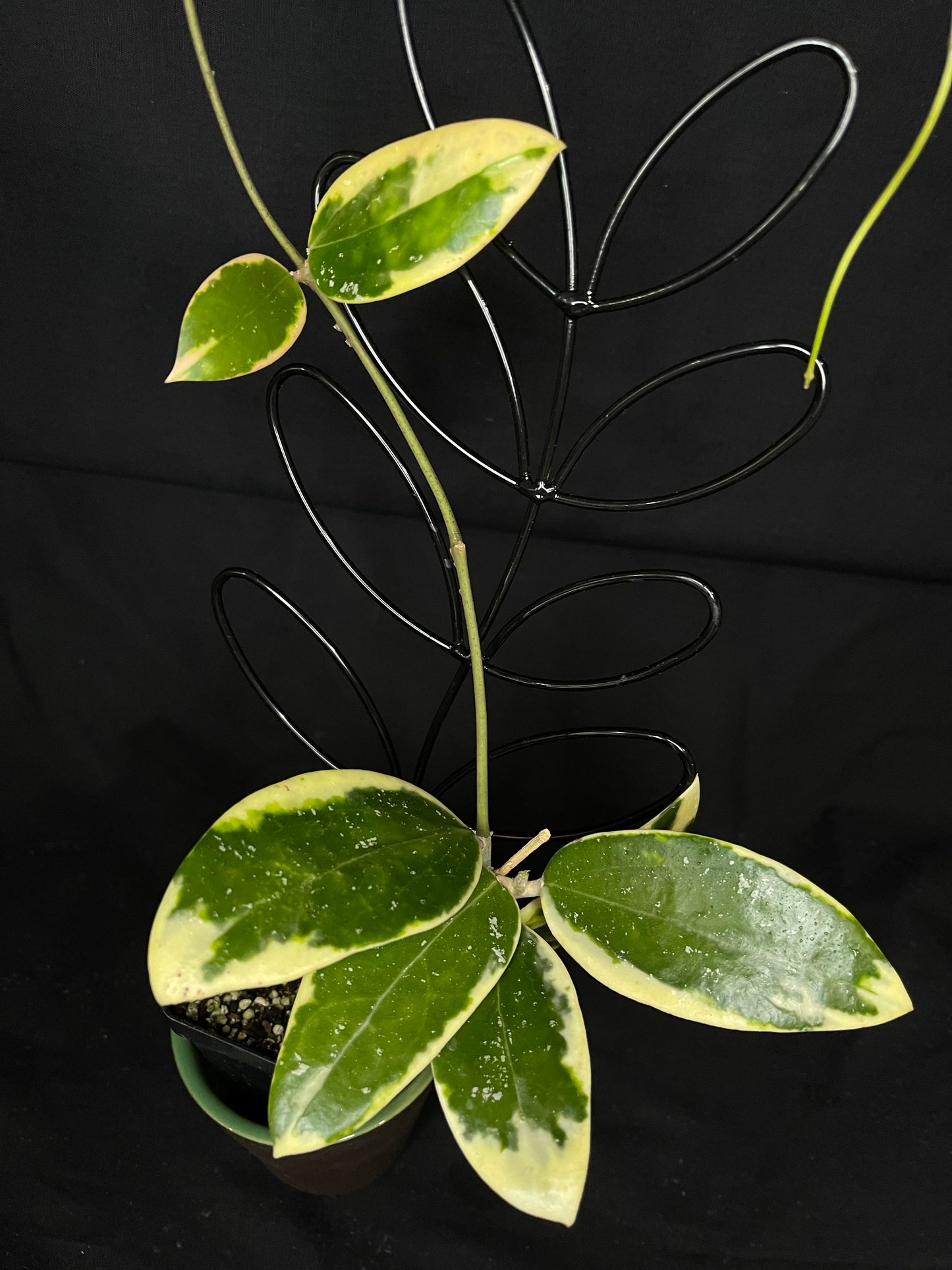 Hoya acuta variegated (outer variegated)