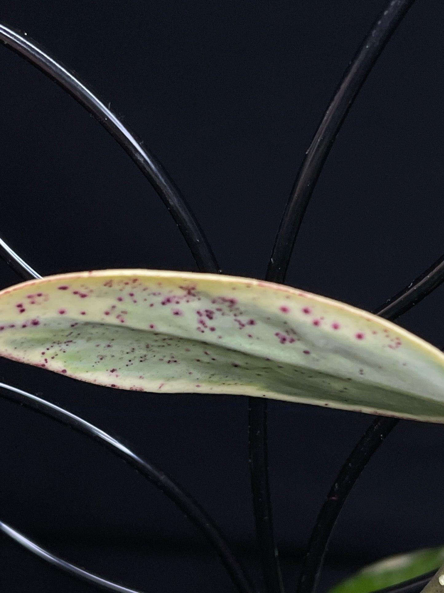 Hoya acuta variegated (outer variegated)