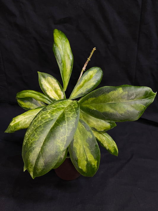 Hoya Incrassata Variegated - Incrassata “Moonshadow”