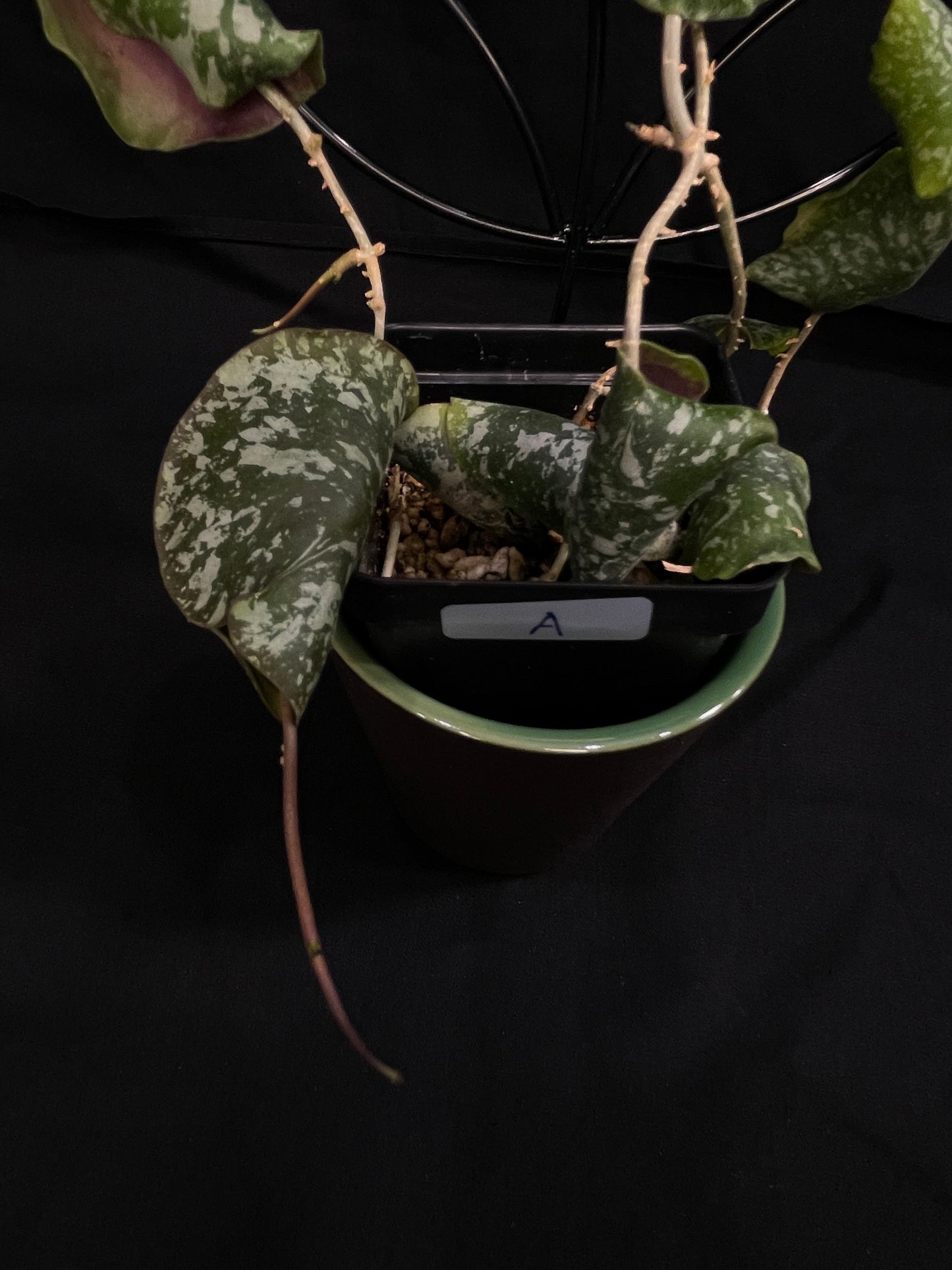 Hoya Imbricota (A), special and rare, big plant