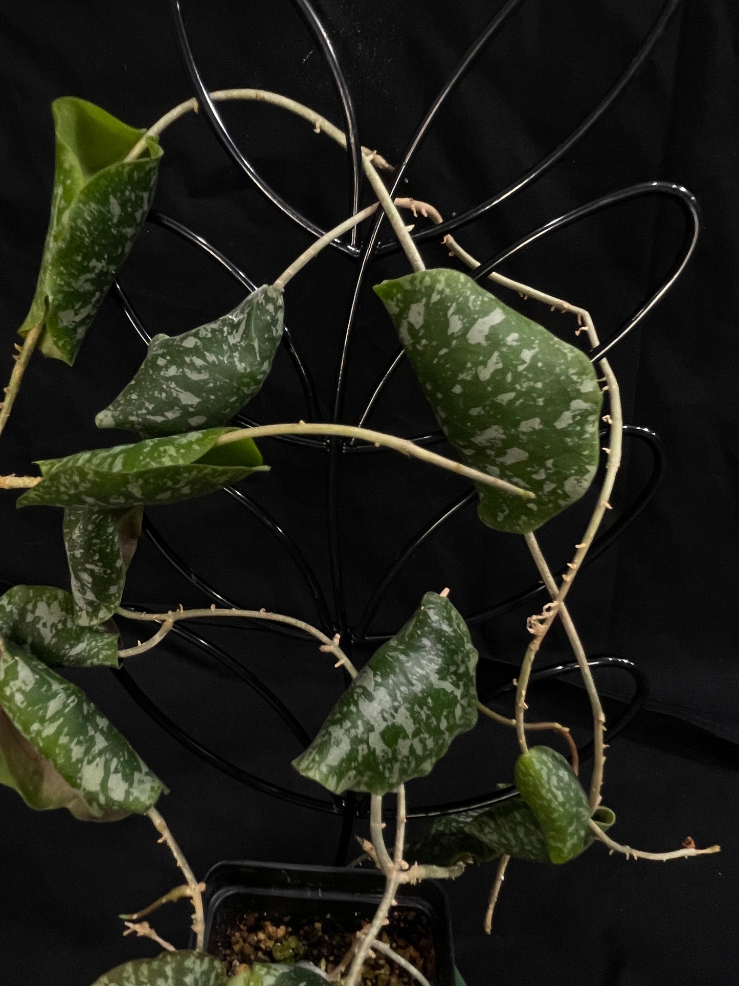 Hoya Imbricota (A), special and rare, big plant
