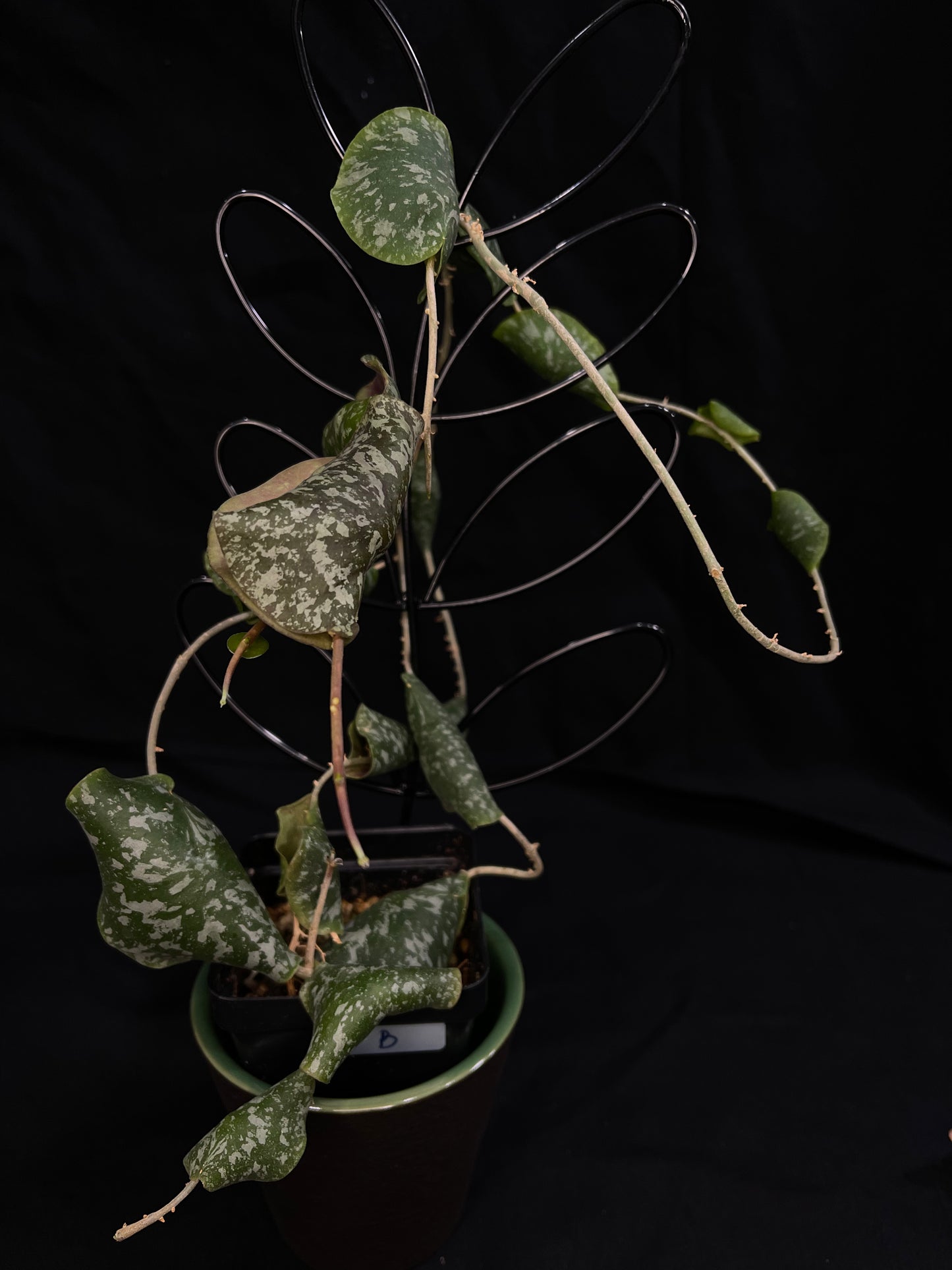 Hoya Imbricota (B), special and rare, big plant