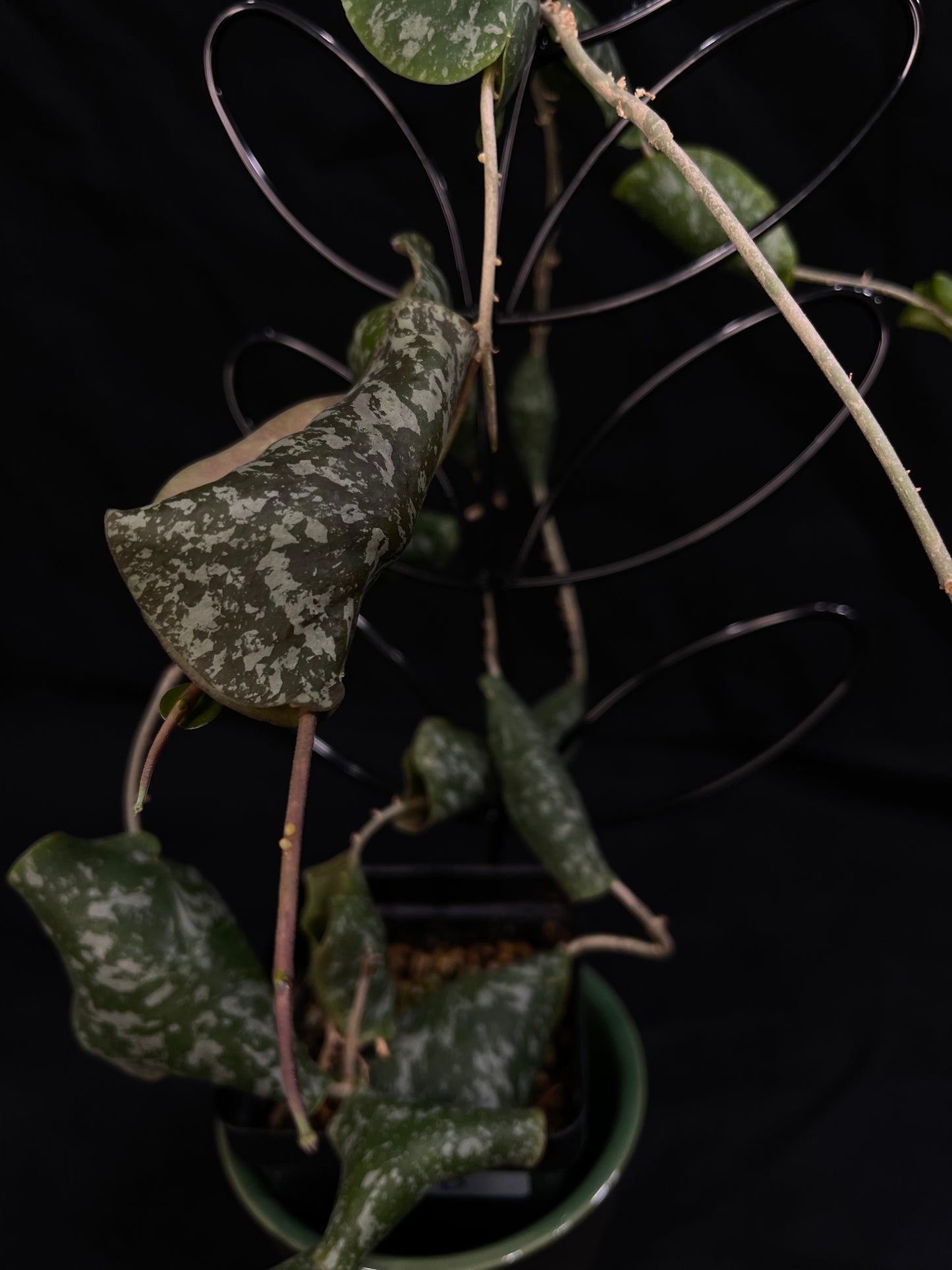 Hoya Imbricota (B), special and rare, big plant
