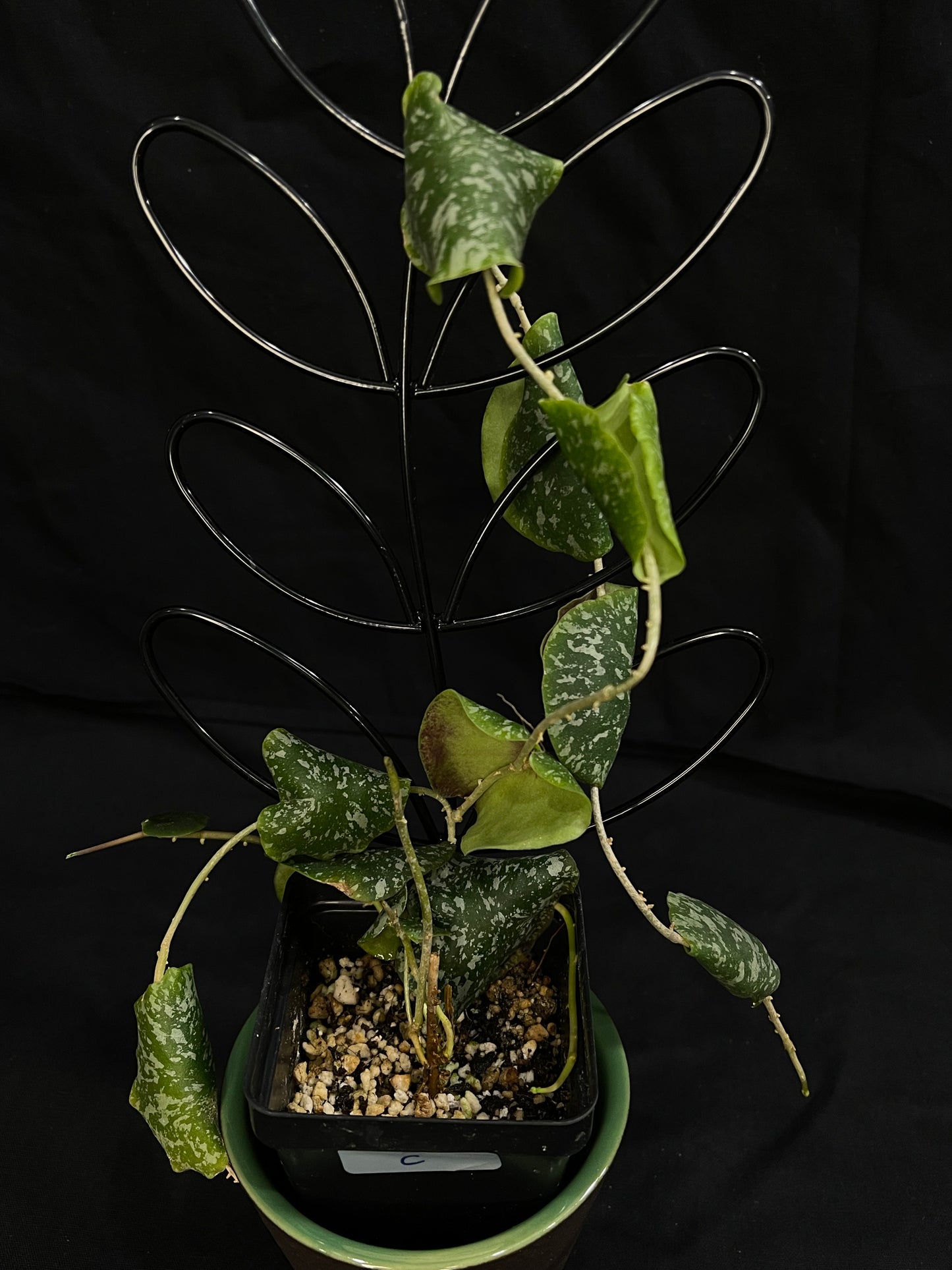 Hoya Imbricota (C), special and rare, big plant