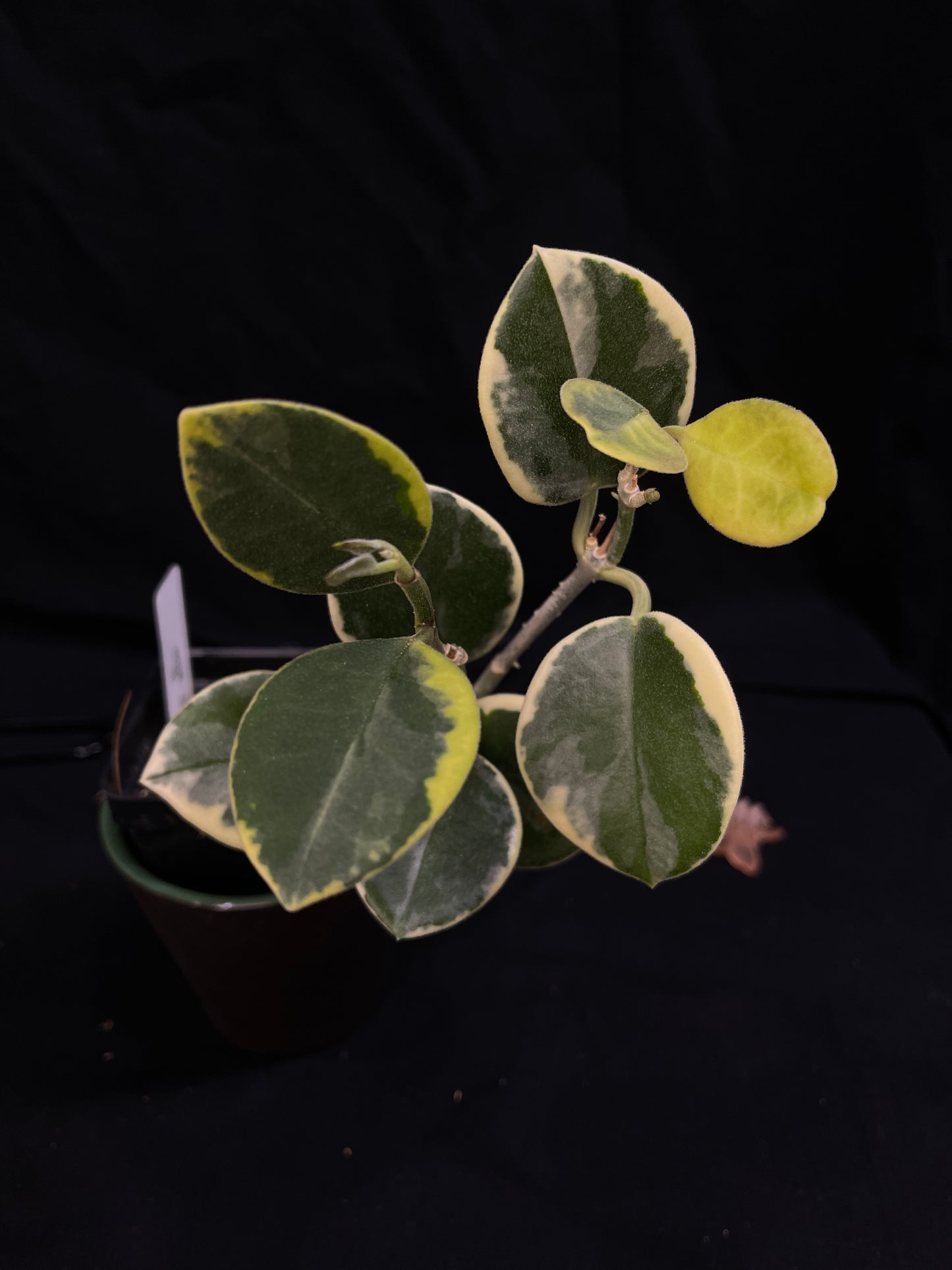 Hoya australis albomarginata, rare and special, bigger plant, nice variegations