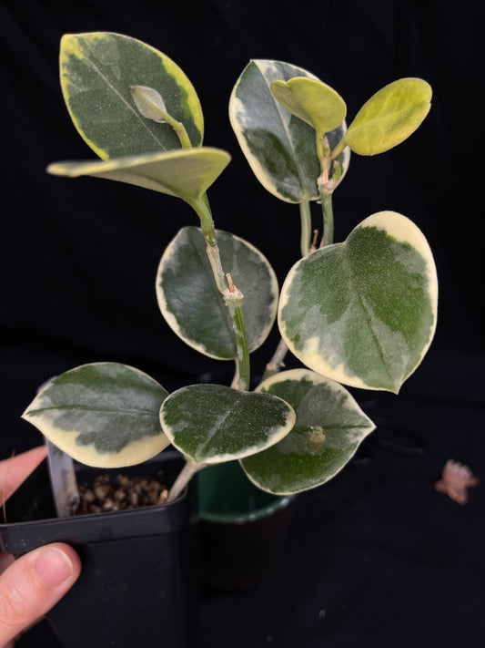 Hoya australis albomarginata, rare and special, bigger plant, nice variegations