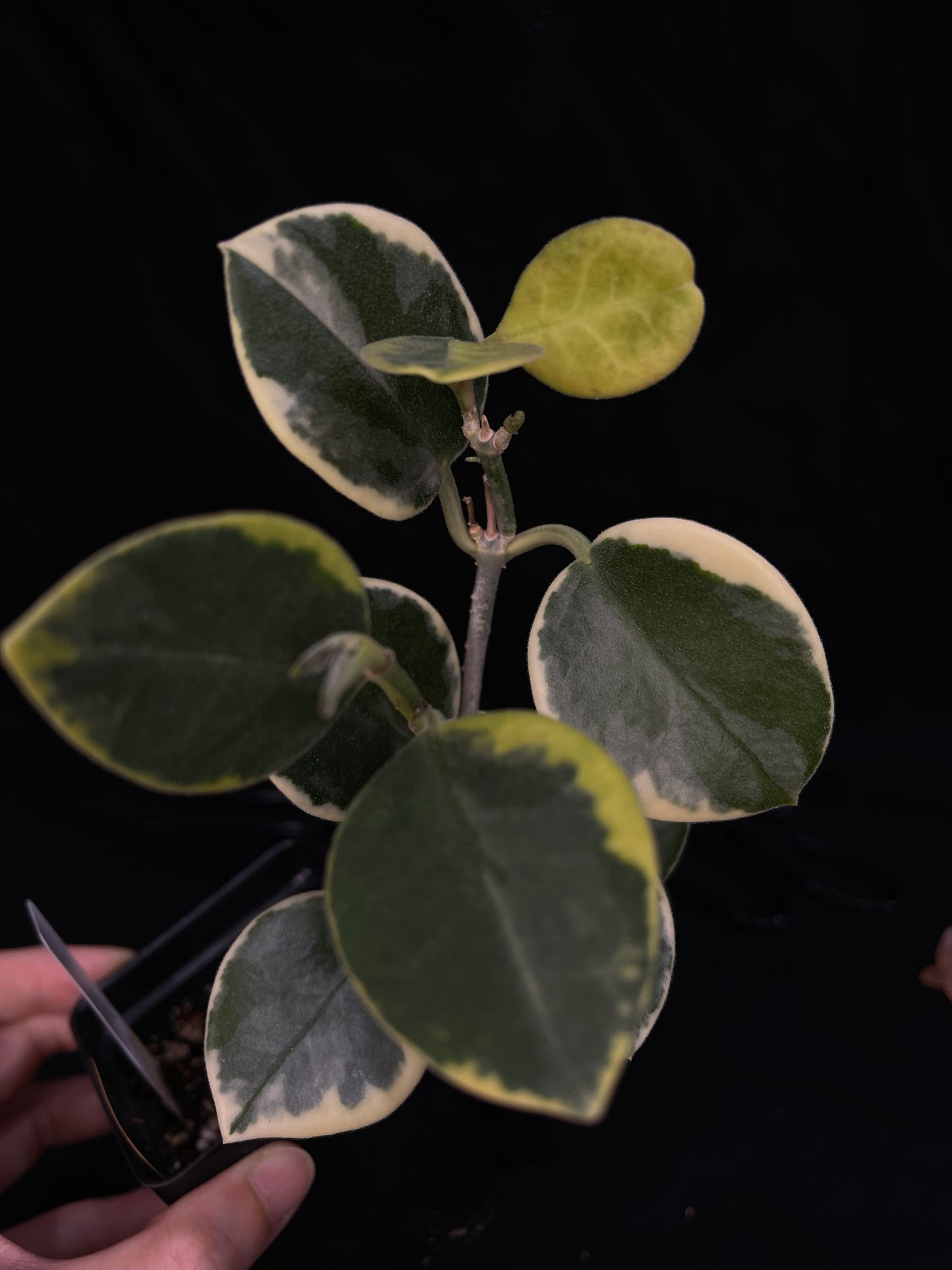 Hoya australis albomarginata, rare and special, bigger plant, nice variegations