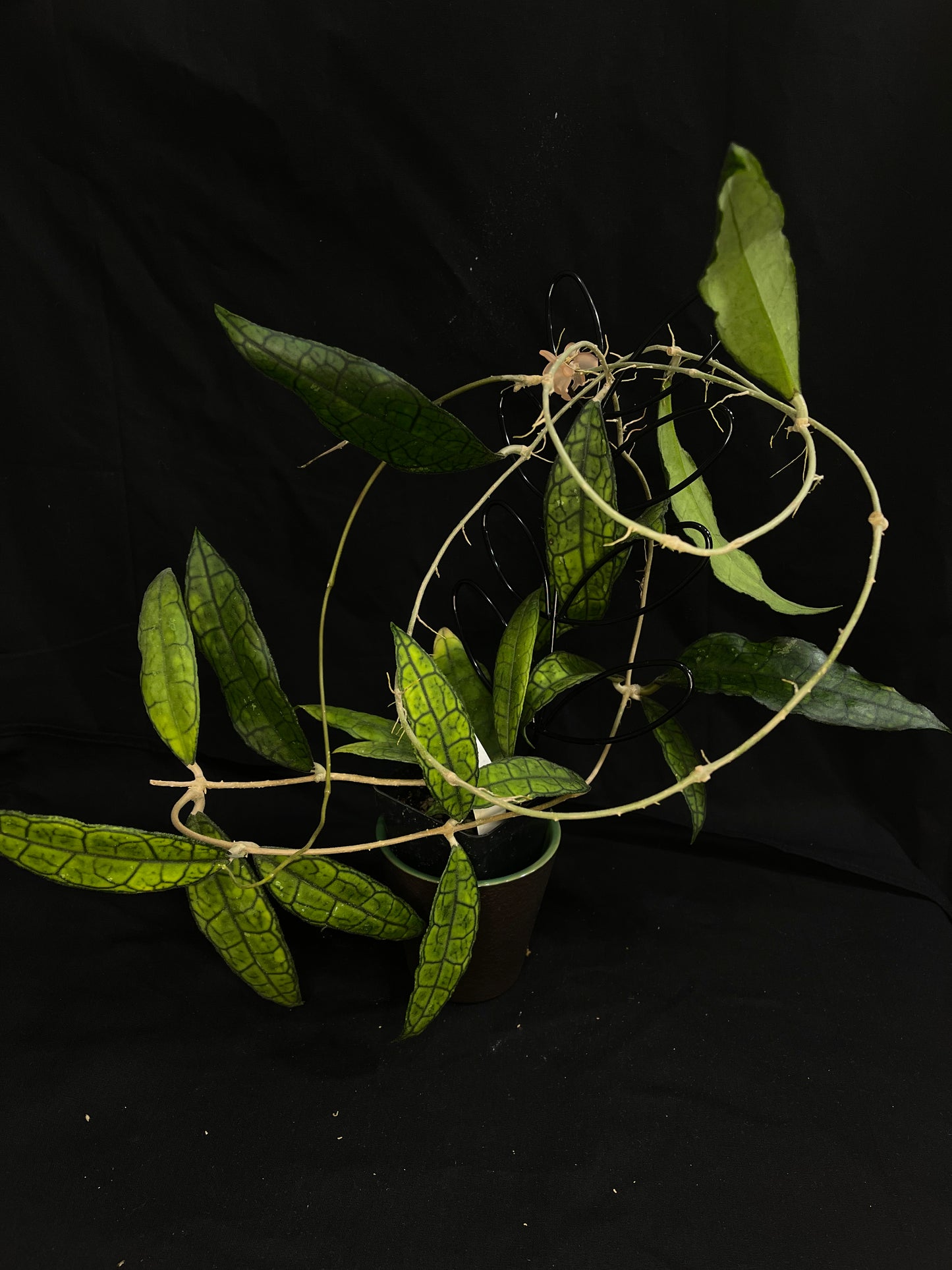 Hoya aff. finlaysonii, pretty veined leaves, big plant