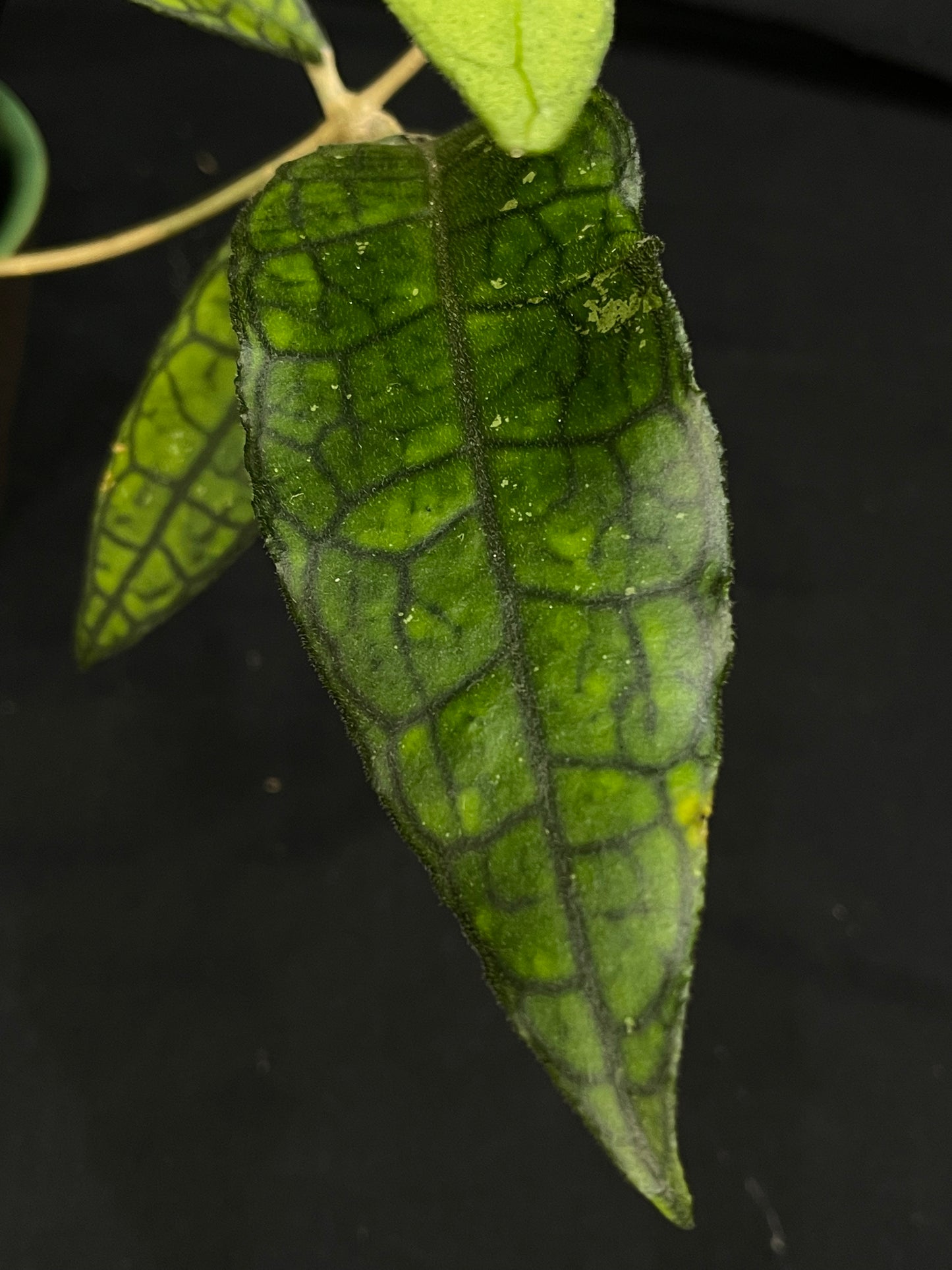 Hoya aff. finlaysonii, pretty veined leaves, big plant