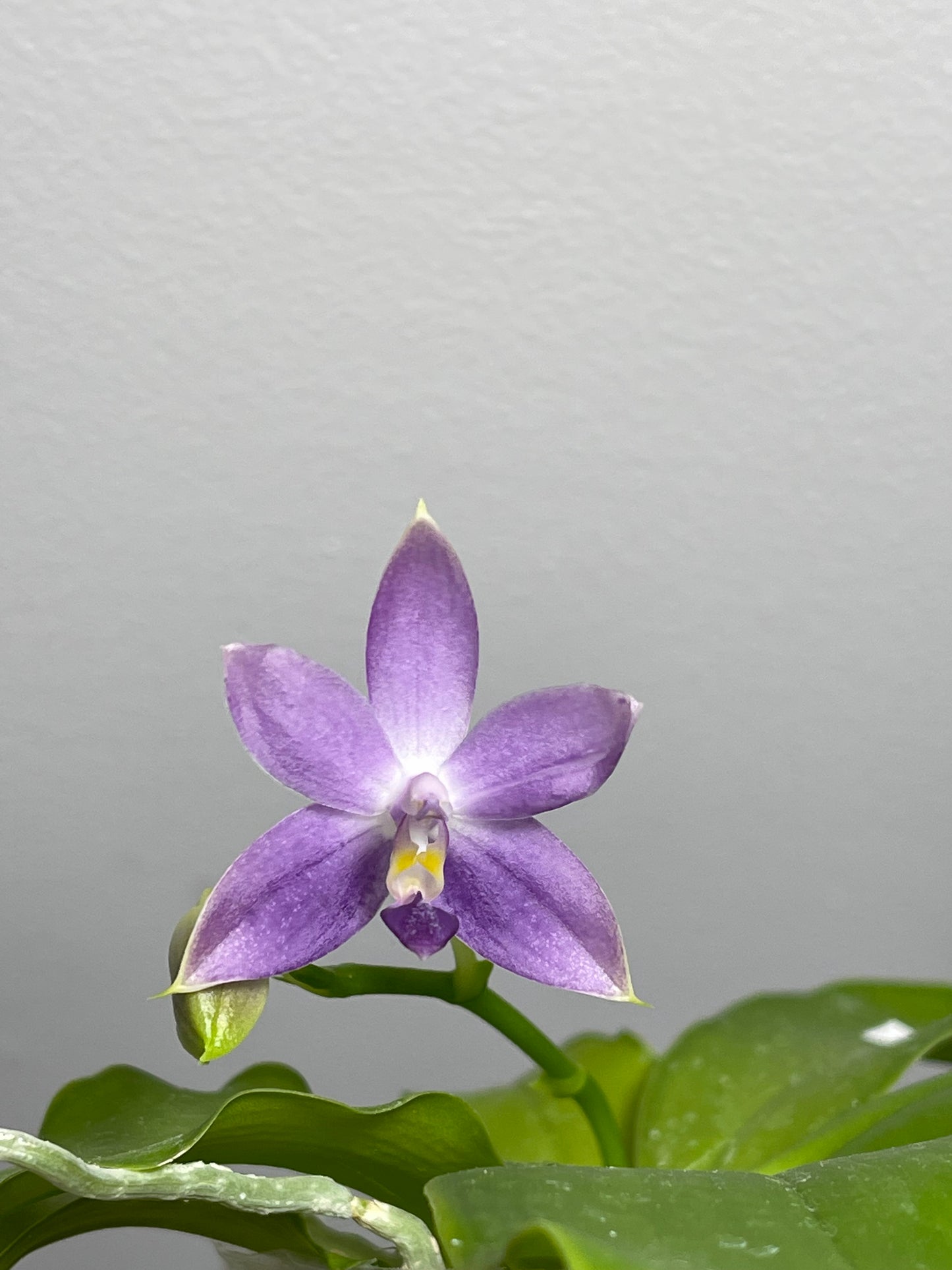 D43: Phal Germaine Vincent x sib 文森兄弟交