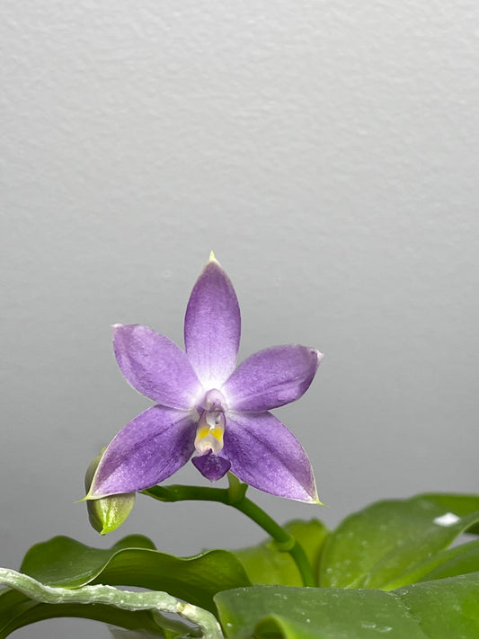 Phal. Ever Spring Prince – Welcome to Orchid Cultivators