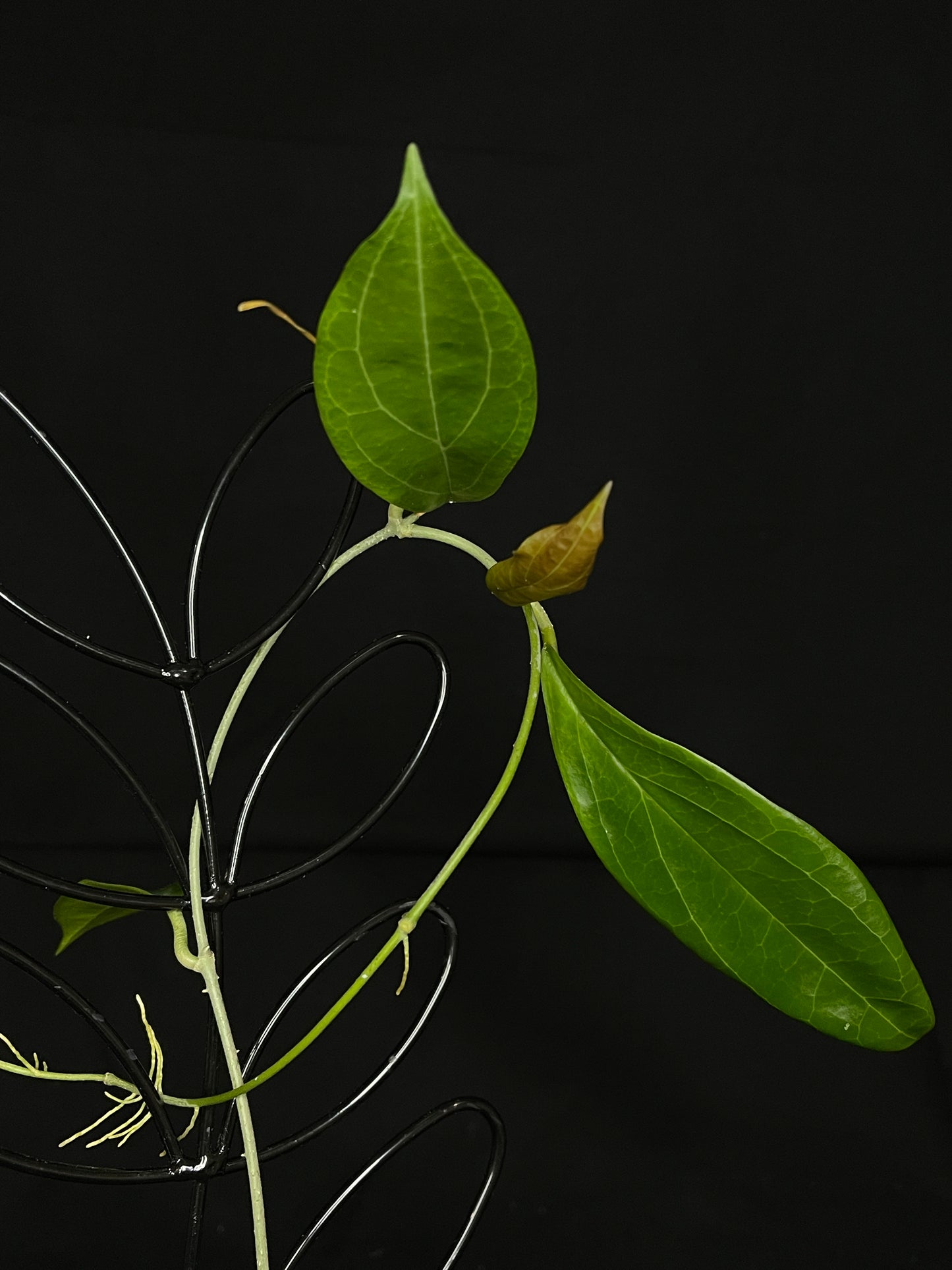 Hoya UT 033, beautiful green flowers