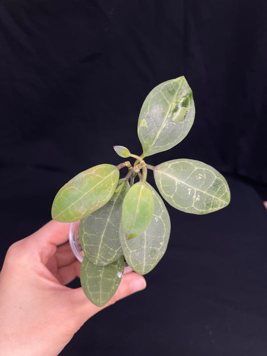 Hoya elliptica splash, cute leaves