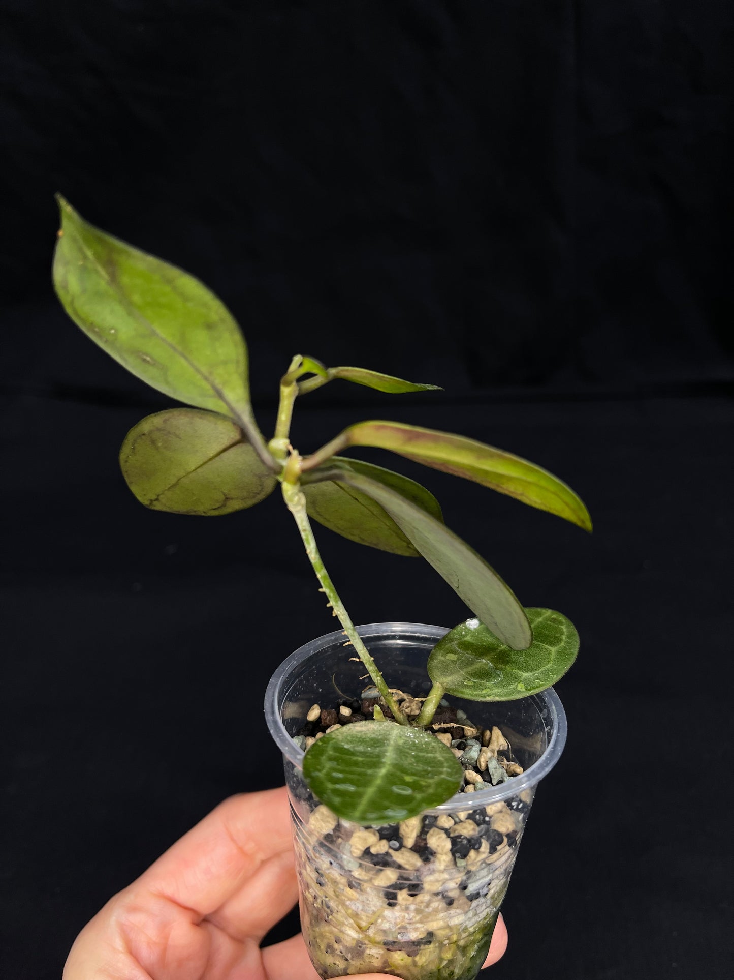 Hoya elliptica splash, cute leaves