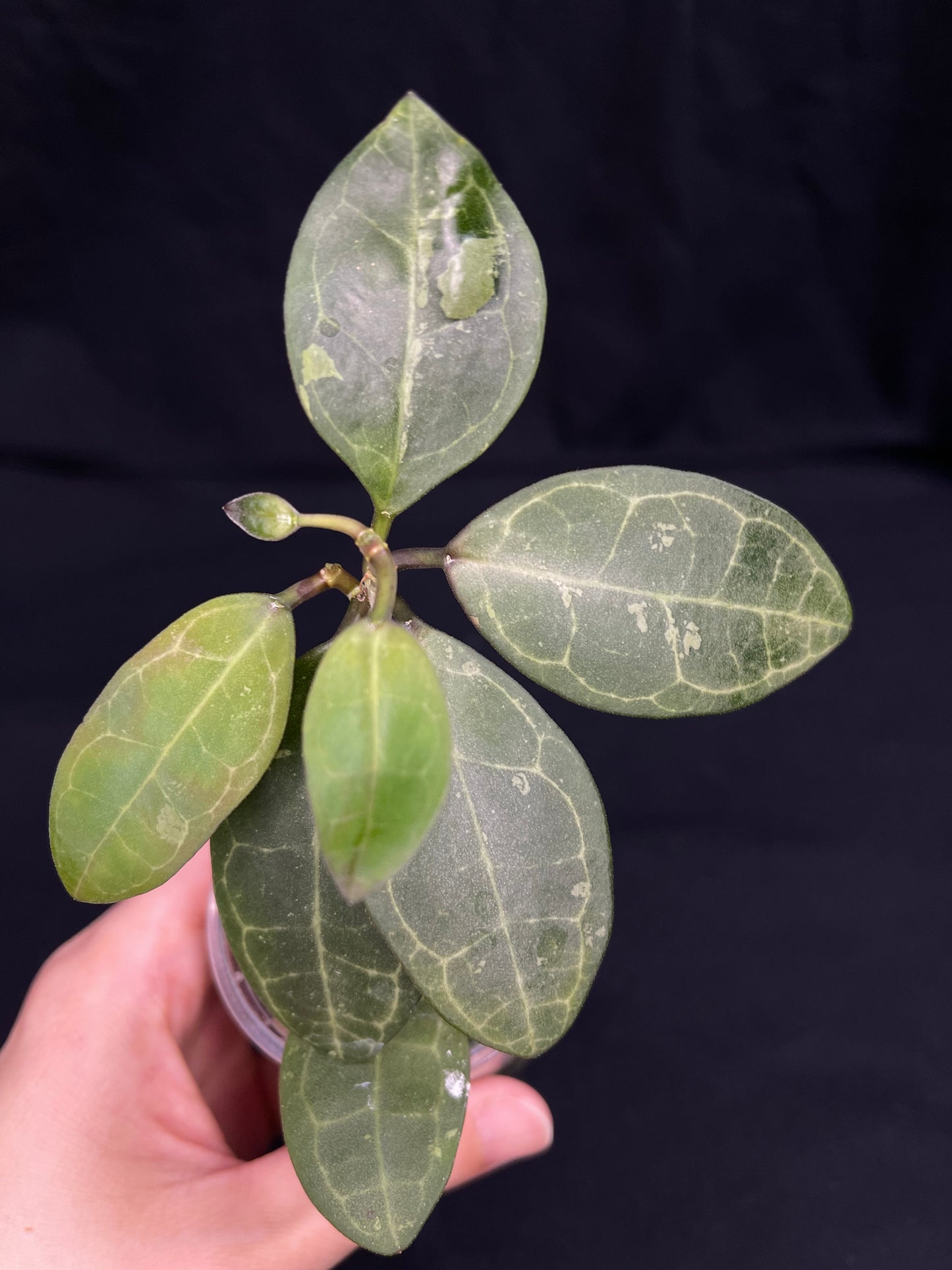 Hoya elliptica splash, cute leaves