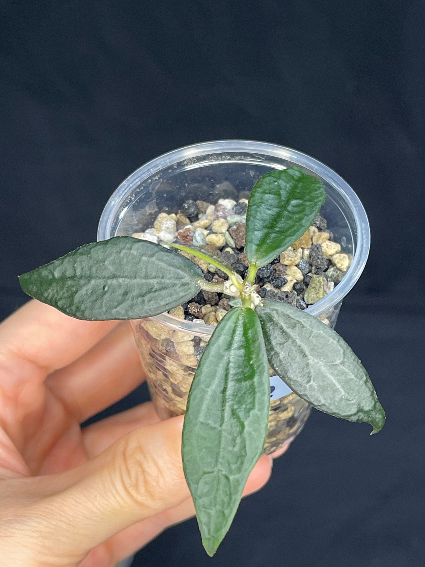 Hoya GPS 88 (#2), dark small leaf with veins, special leaves