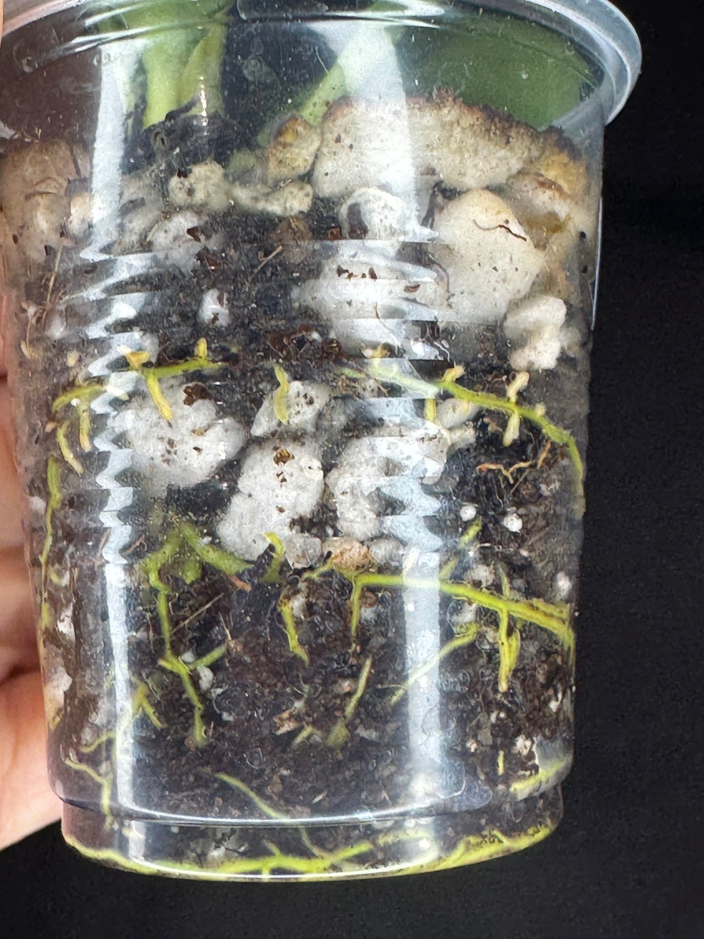 Hoya obscura silver, nice silver green leaves, big plant #B