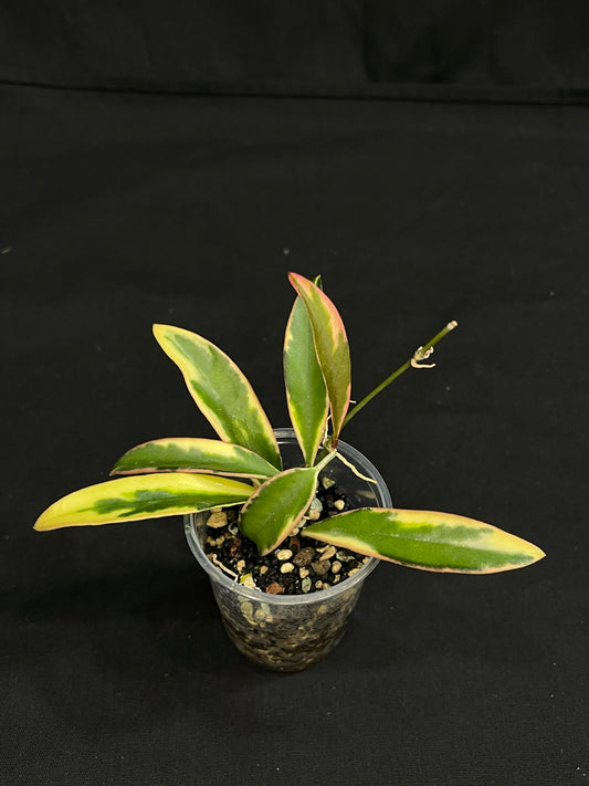 Hoya lori lynn, nice outer variegation