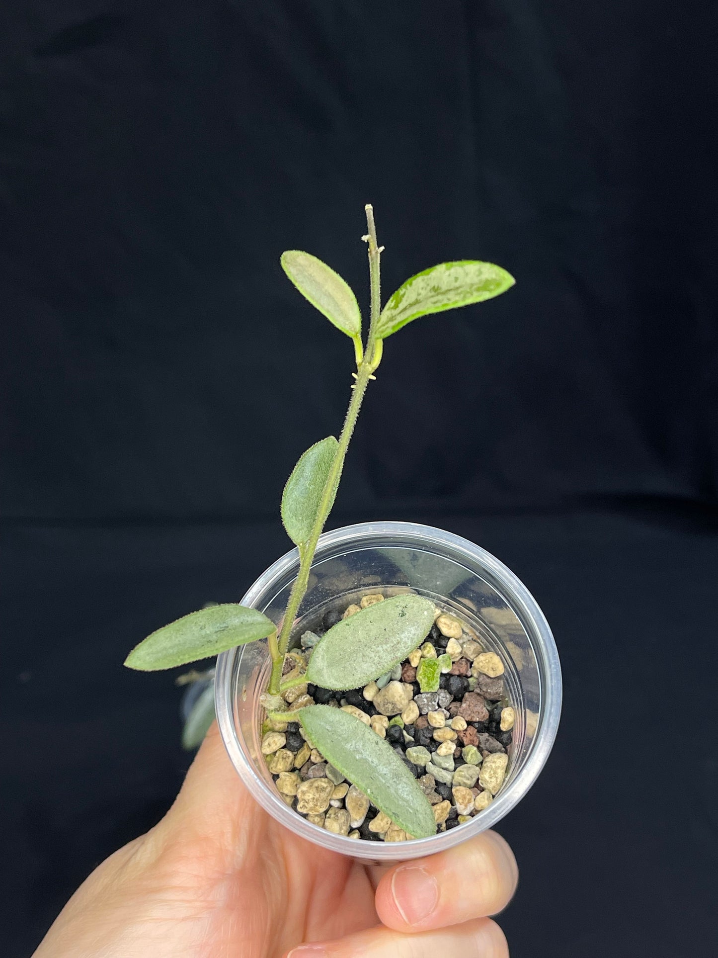 Hoya Lima Silver (#1), attracting small silver leaves, rare hoya