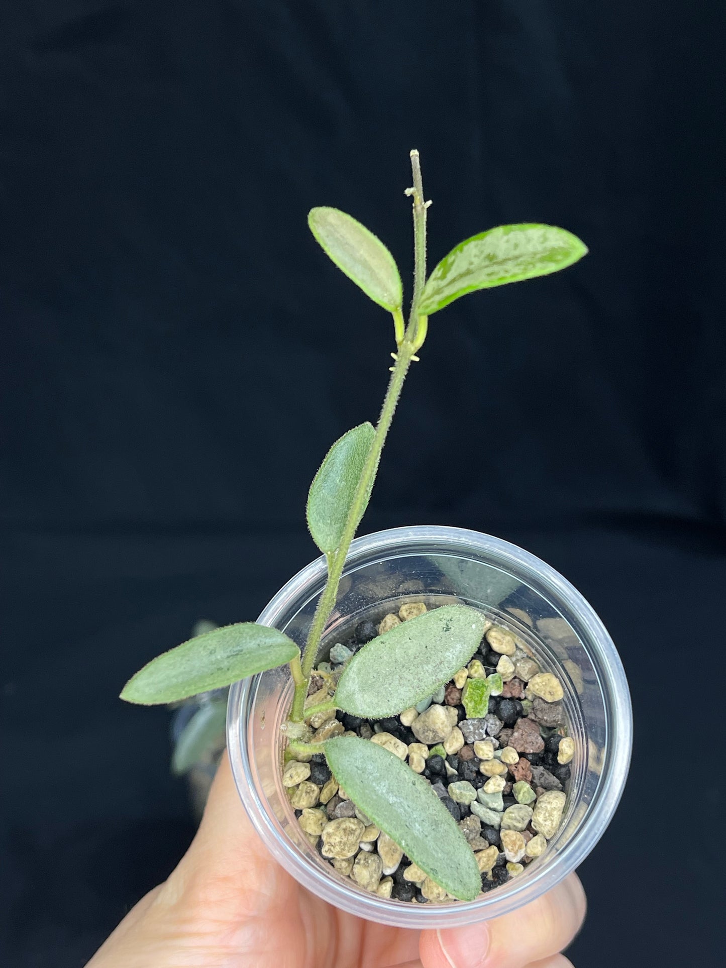 Hoya Lima Silver (#1), attracting small silver leaves, rare hoya