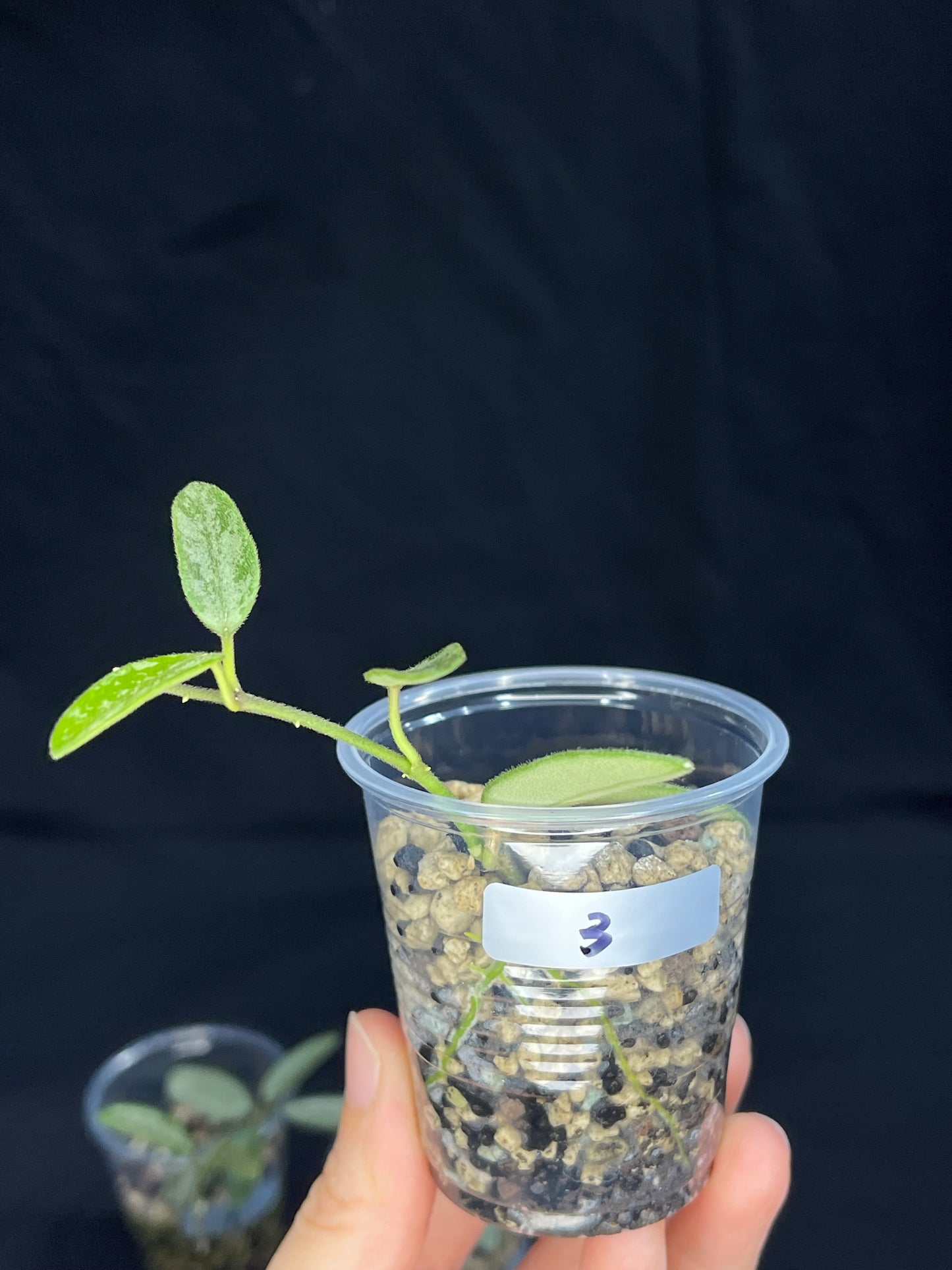 Hoya Lima Silver (#3), attracting small silver leaves, rare hoya