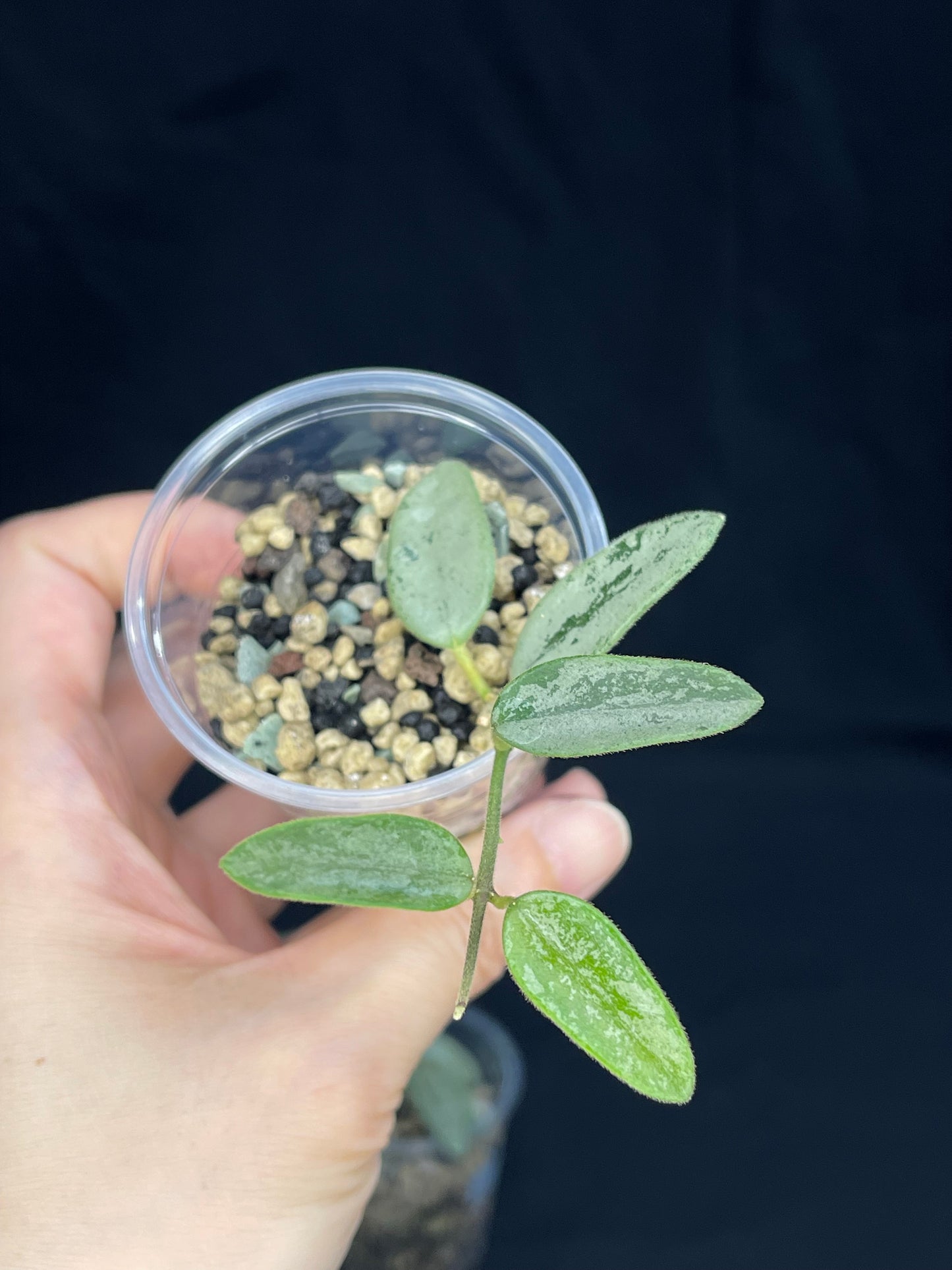 Hoya Lima Silver (#3), attracting small silver leaves, rare hoya