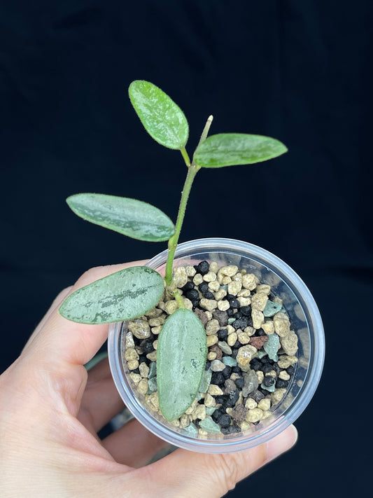 Hoya Lima Silver (#3), attracting small silver leaves, rare hoya