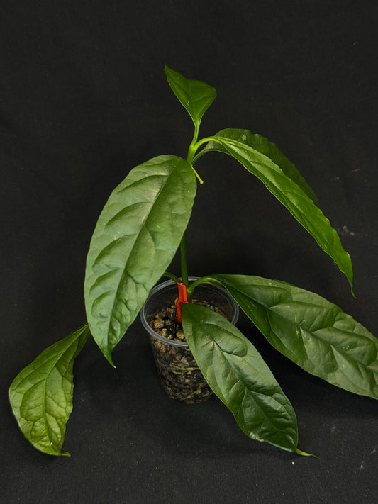 Hoya Decipulae,special flowers