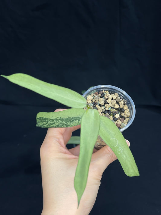 Hoya pandurata silver (#1), well-rooted, full-silver leaves, rare