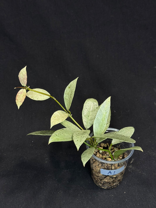 Hoya lacunosa winter pandora (#A1), special