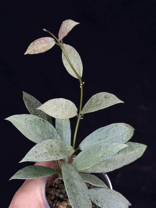 Hoya lacunosa winter pandora (#A1), special