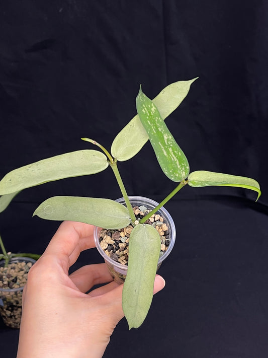 Hoya pandurata silver (#2), well-rooted, full-silver leaves, rare, two growths