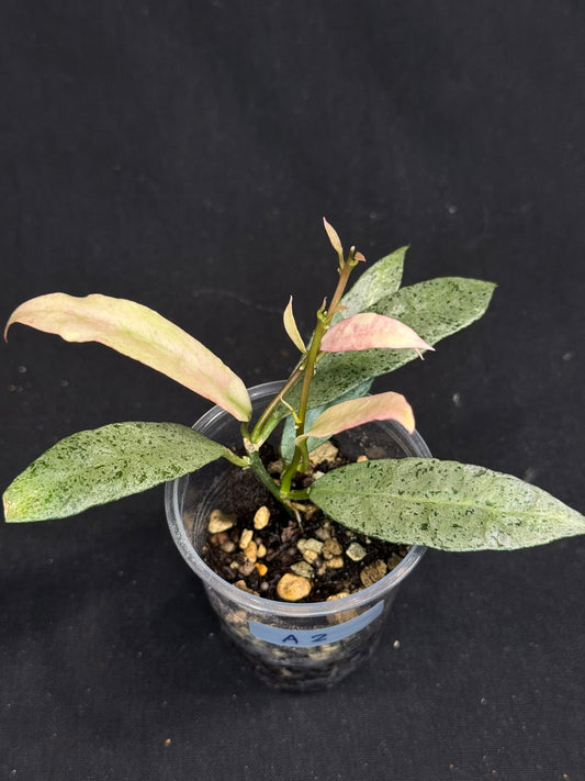 Hoya lacunosa winter pandora (#A2), special