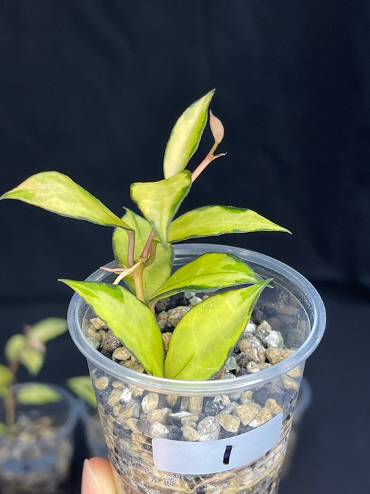 Hoya Lacunosa souma, #1, rare, nice pink sun-stressed variegation