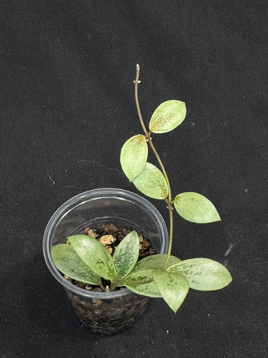 UNICORN🦄! Hoya sp Kalimantan Mini Coin silver, beautiful small leaves, rare