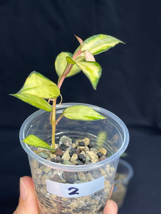 Hoya Lacunosa souma, #2, rare, nice pink sun-stressed variegation