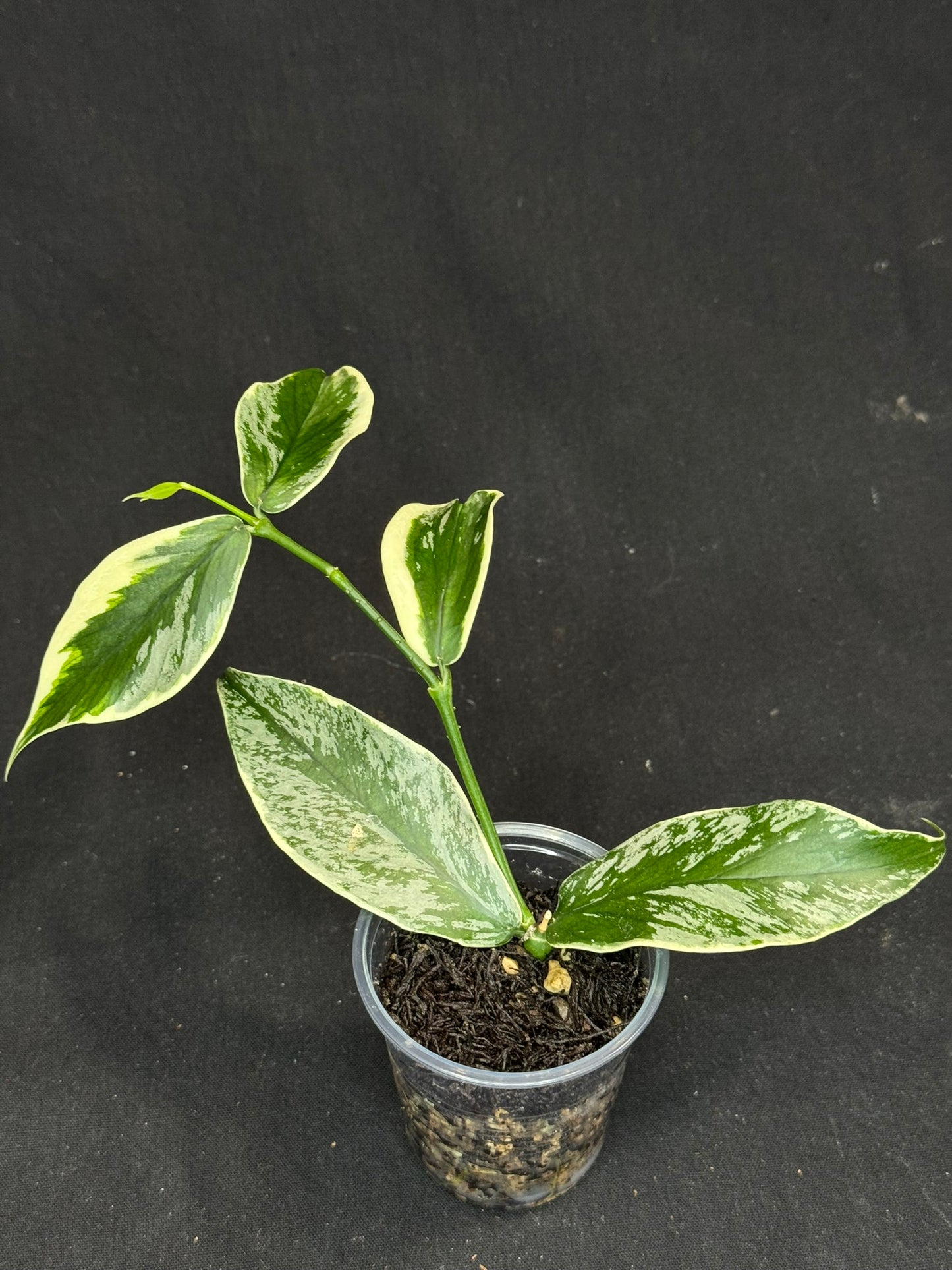 UNICORN🦄! Hoya polyneura ice queen, super rare (Upgrade Shipping is suggested)