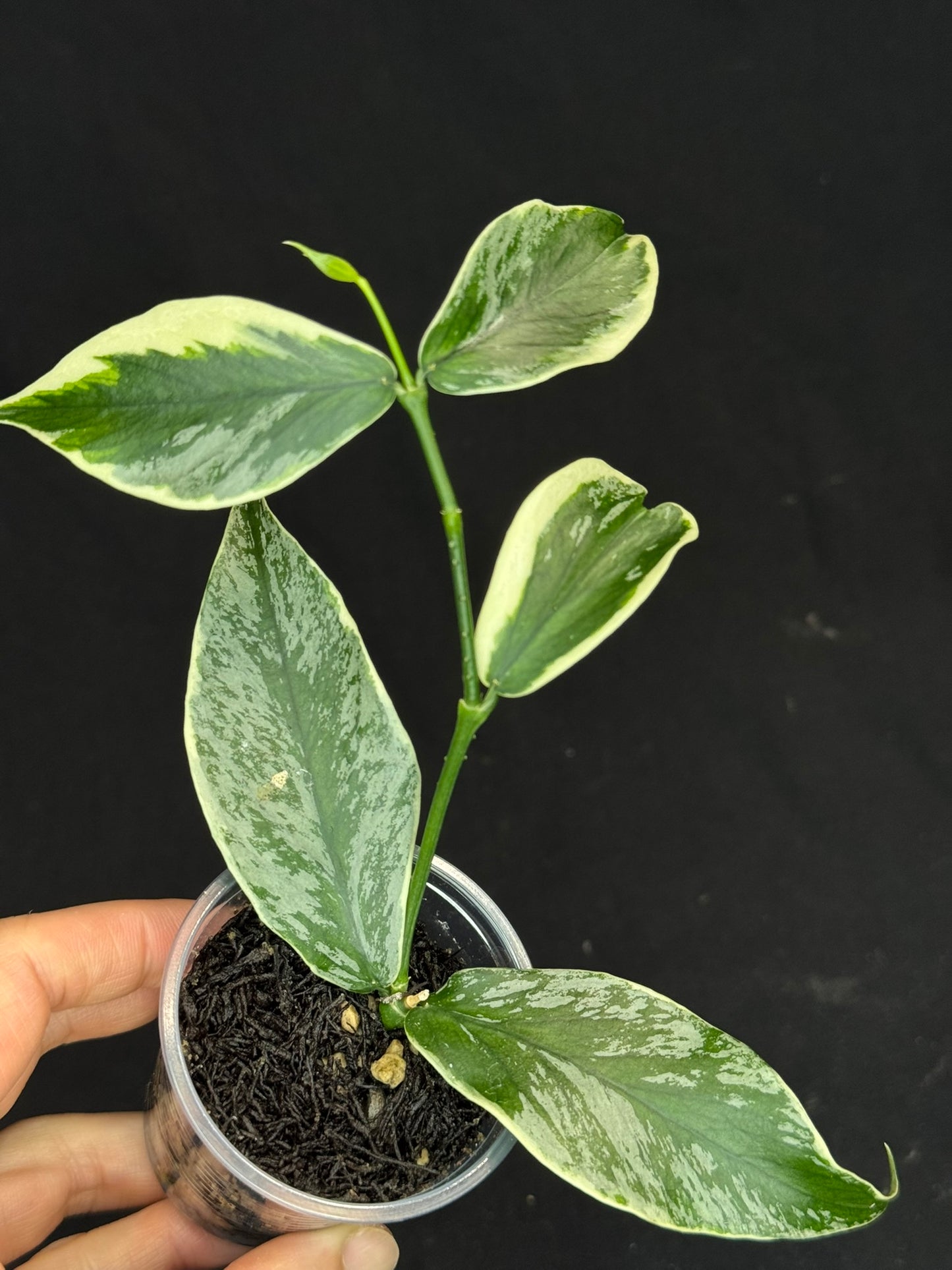 UNICORN🦄! Hoya polyneura ice queen, super rare (Upgrade Shipping is suggested)