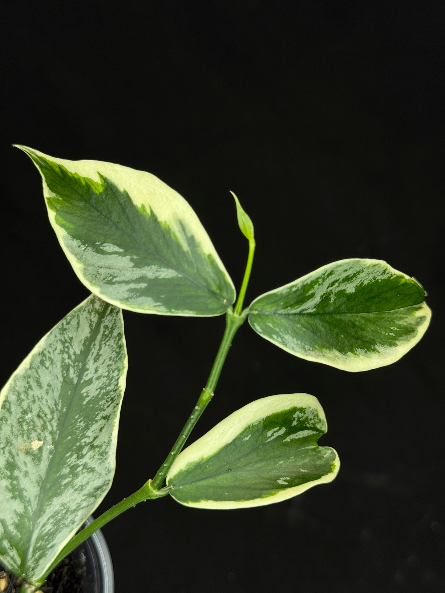 UNICORN🦄! Hoya polyneura ice queen, super rare (Upgrade Shipping is suggested)