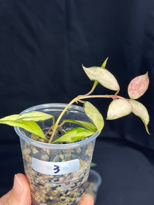 Hoya Lacunosa souma, #3, rare, nice pink sun-stressed variegation