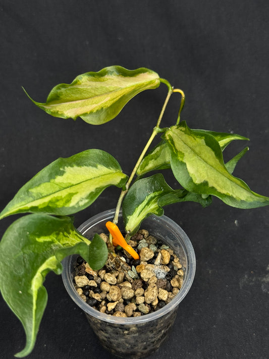 Hoya Kenejiana variegata, nice inner variegation, wavy leaves, rare and special