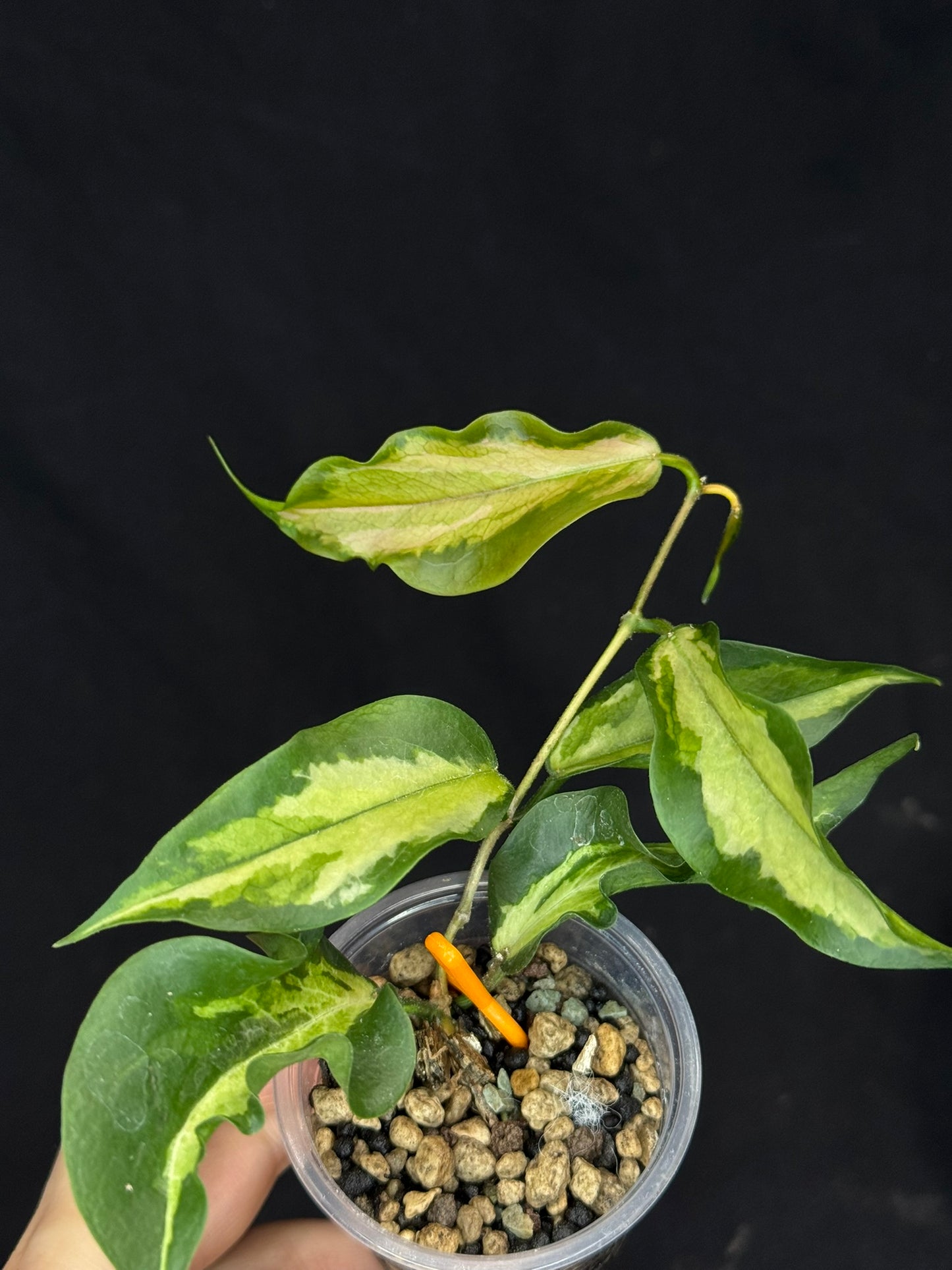 Hoya Kenejiana variegata, nice inner variegation, wavy leaves, rare and special