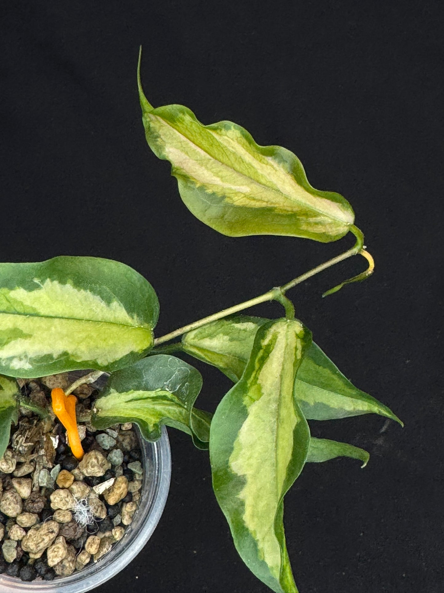 Hoya Kenejiana variegata, nice inner variegation, wavy leaves, rare and special