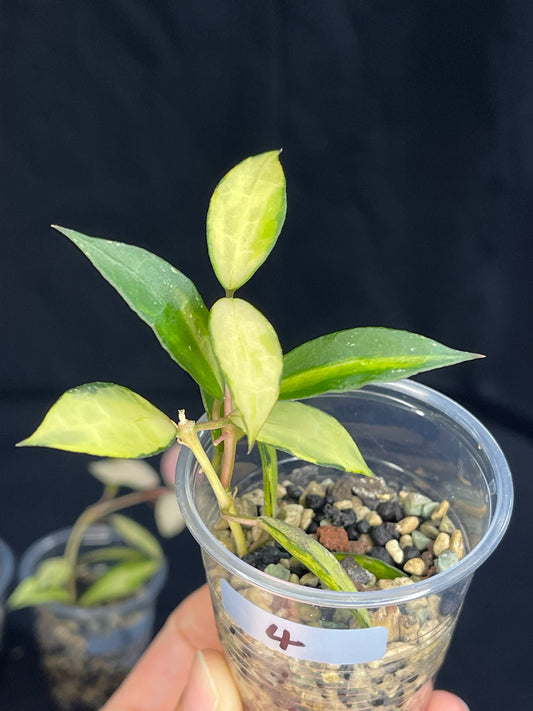 Hoya Lacunosa souma, #4, rare, nice pink sun-stressed variegation