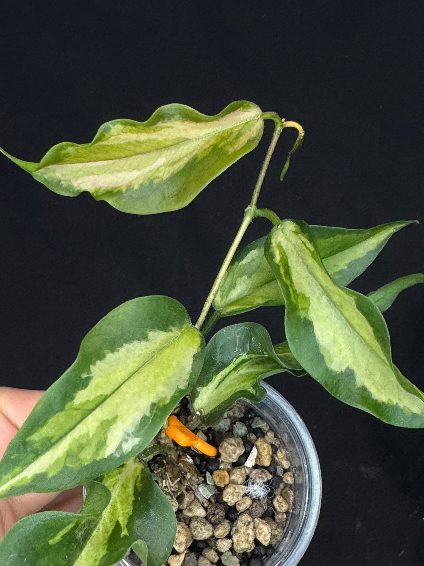 Hoya Kenejiana variegata, nice inner variegation, wavy leaves, rare and special