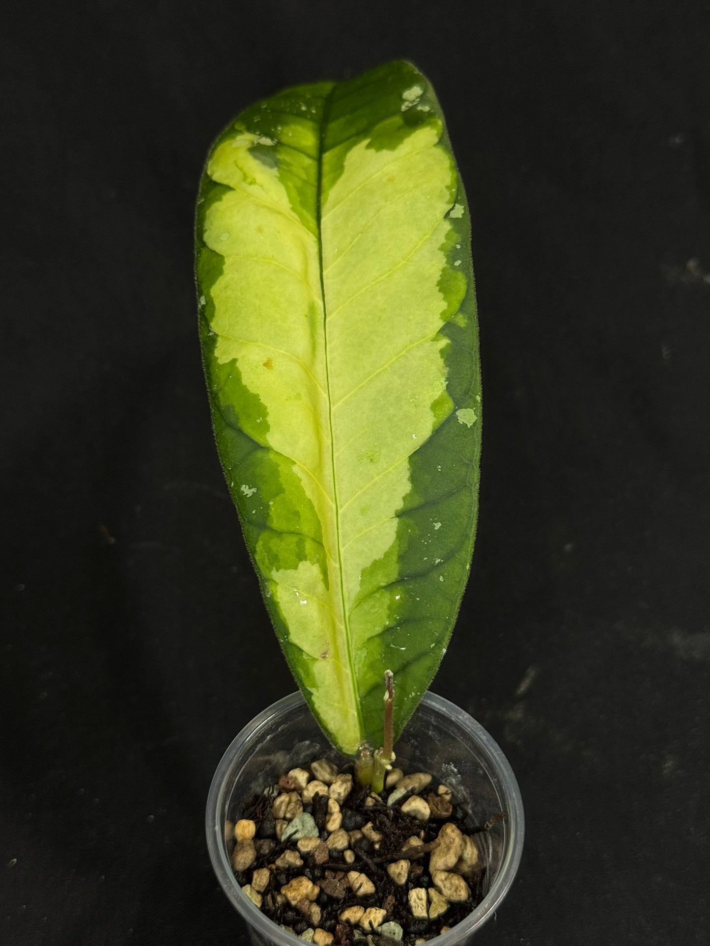 UNICORN🦄! Hoya Ladia Galaska, nice variegation color, new growth, super rare (Upgrade Shipping is recommended)