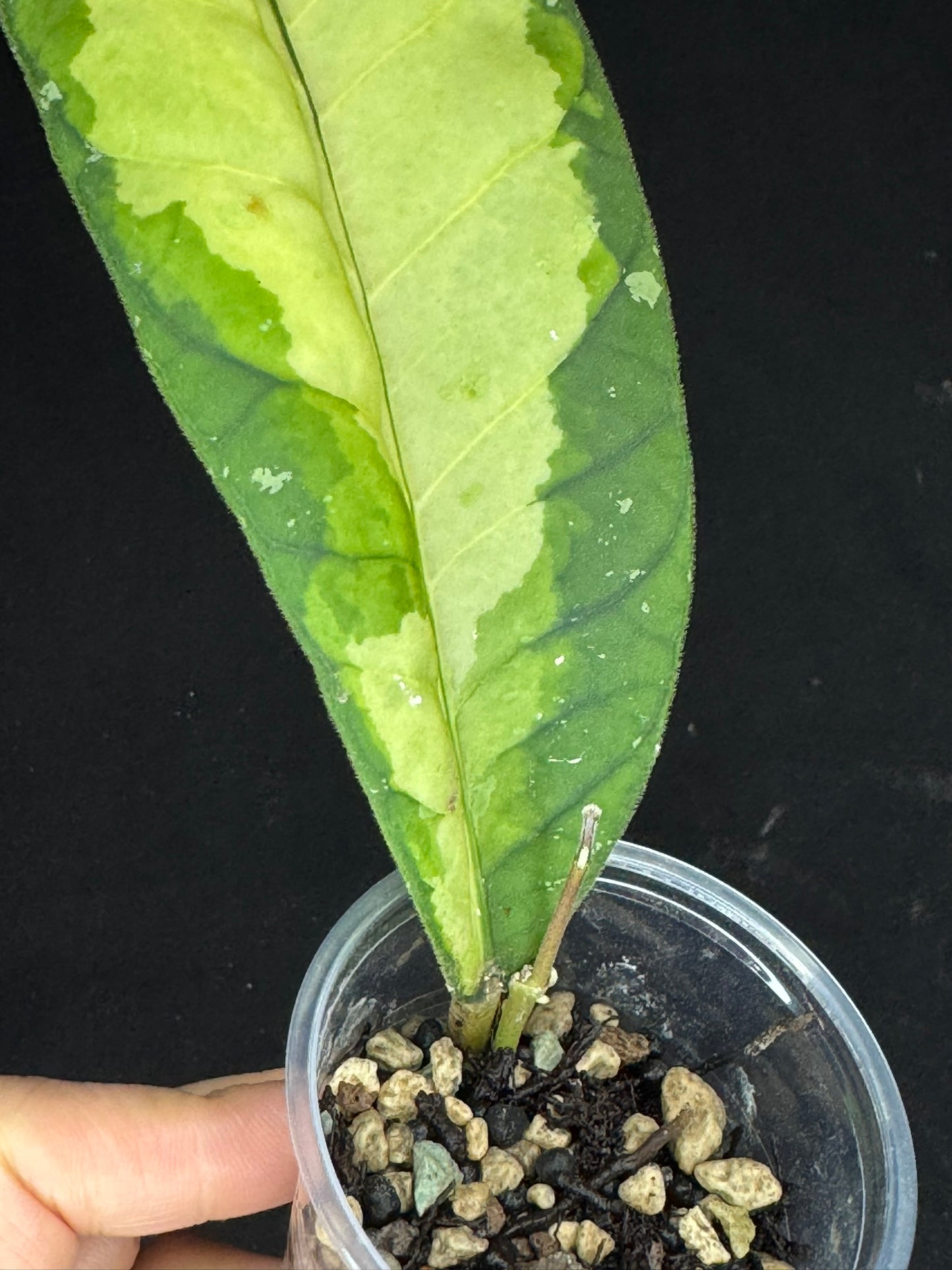 UNICORN🦄! Hoya Ladia Galaska, nice variegation color, new growth, super rare (Upgrade Shipping is recommended)